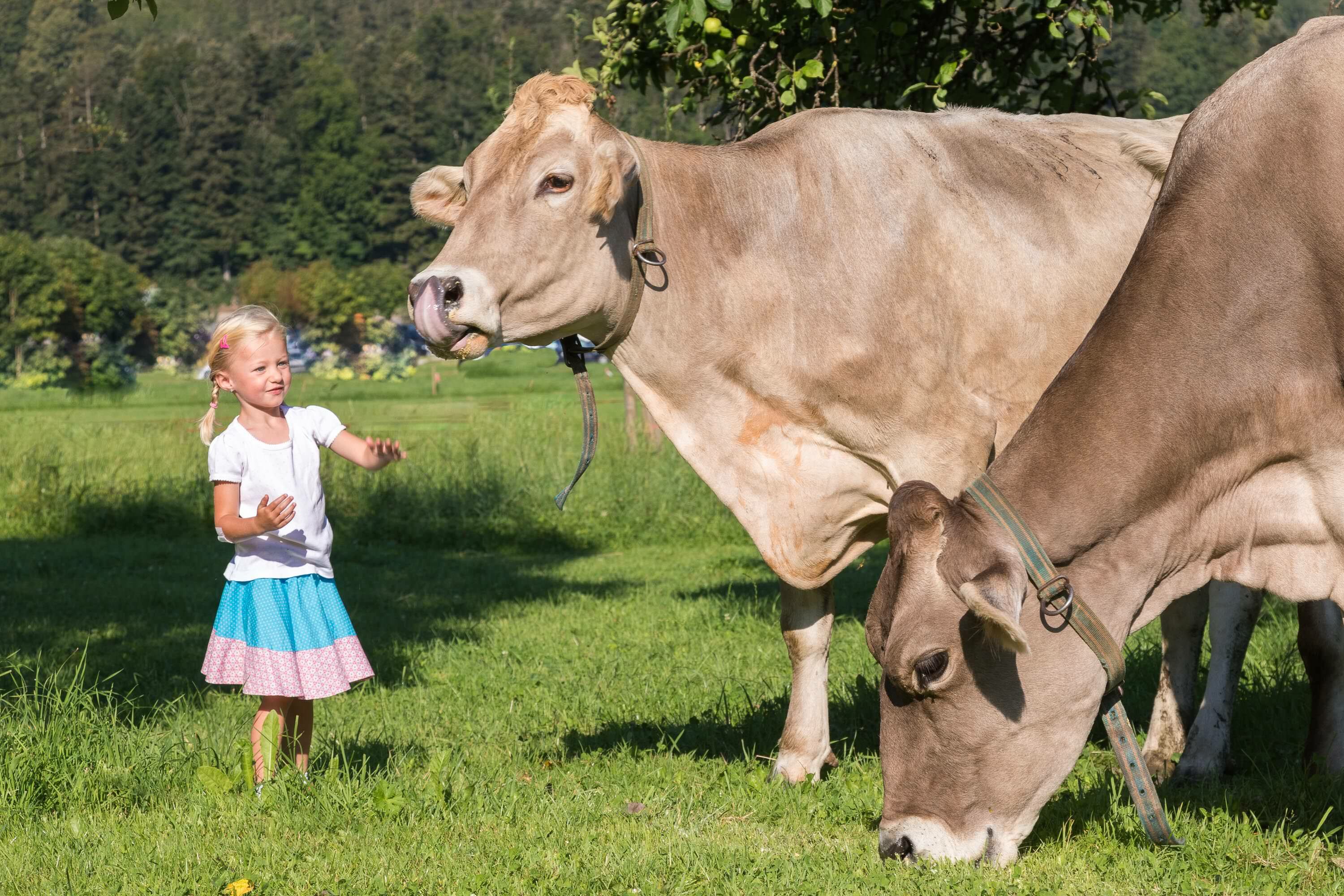 Kind mit Kühen beim Stangerlehen