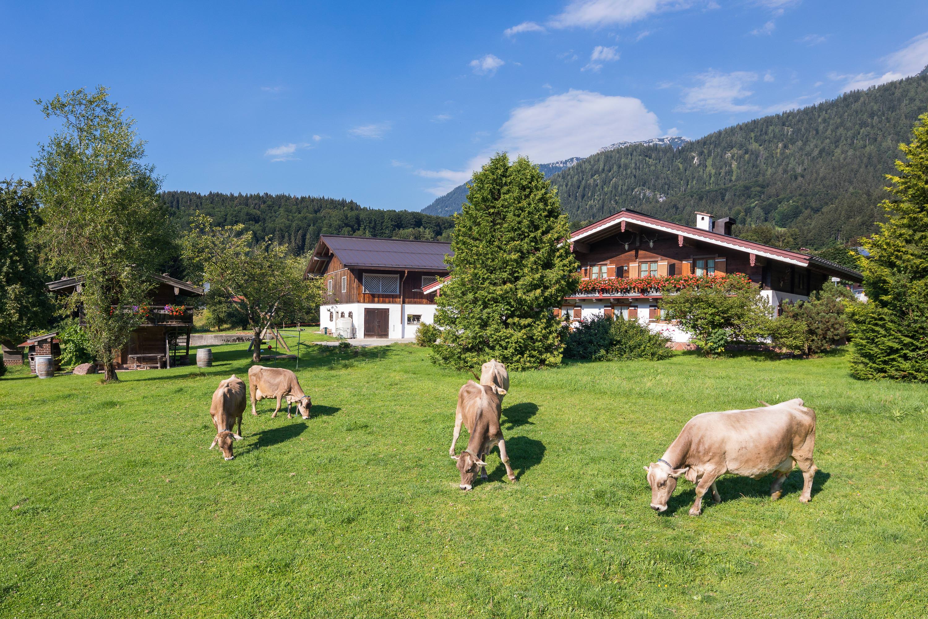 Kühe vor dem Stangerlehen in Schönau am Königssee
